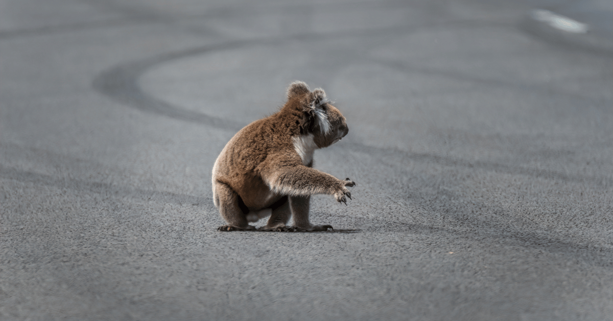 Habitat Loss: A Growing Threat to Wildlife