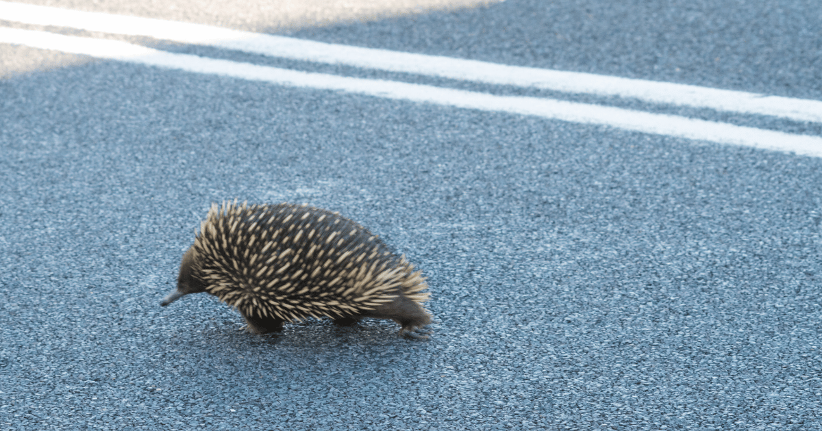 Habitat Loss: A Growing Threat to Wildlife