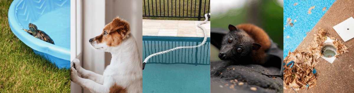 How to Help Wildlife During Extreme Heat