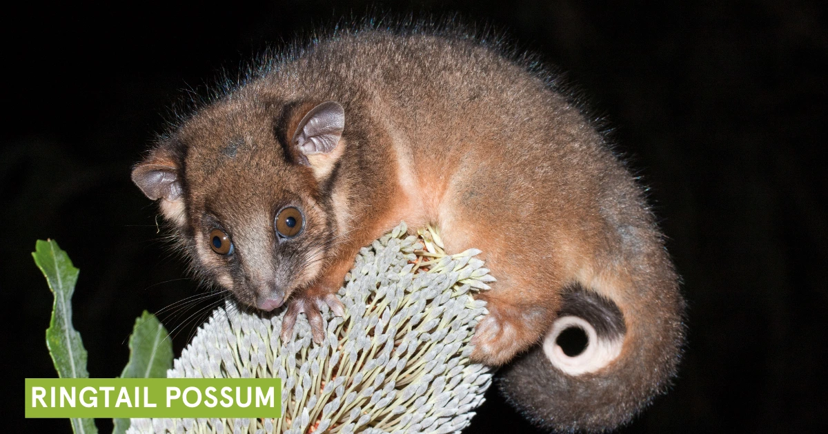 Caring for Possums