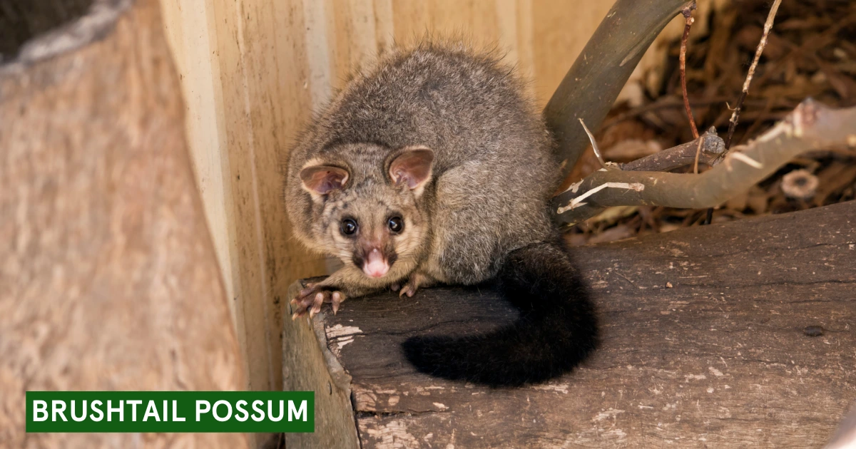 Caring for Possums