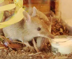 Bandicoots