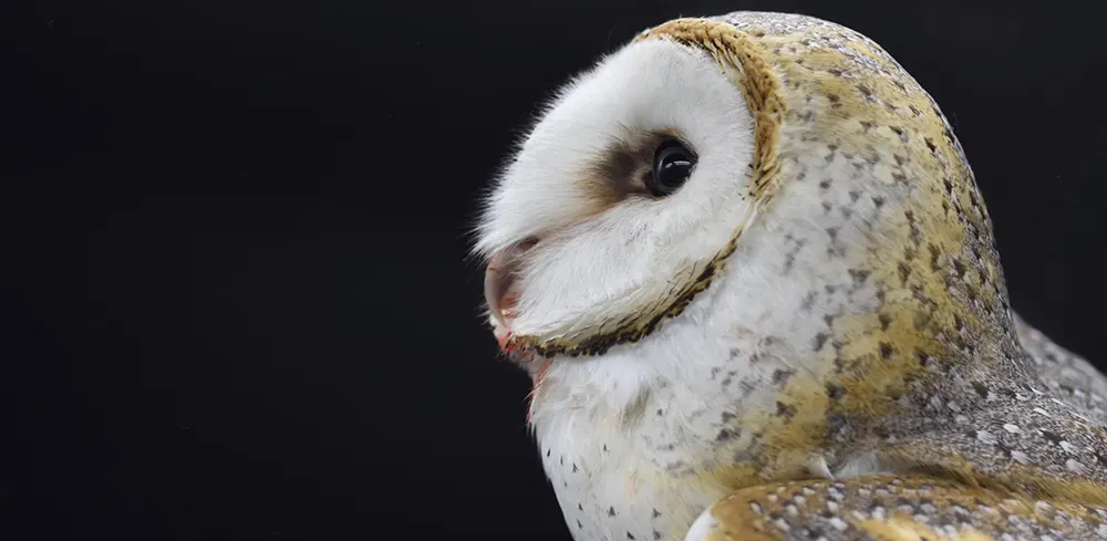 Wildlife and Pesticides