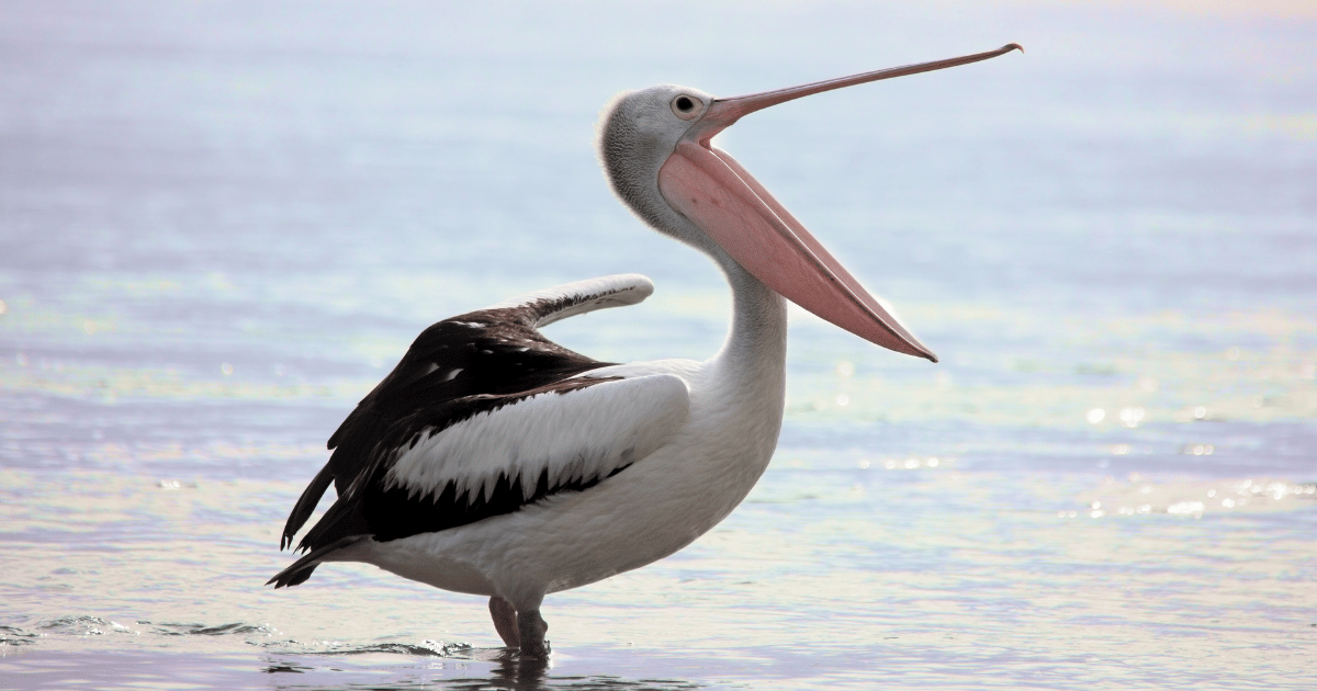 Responsible fishing 