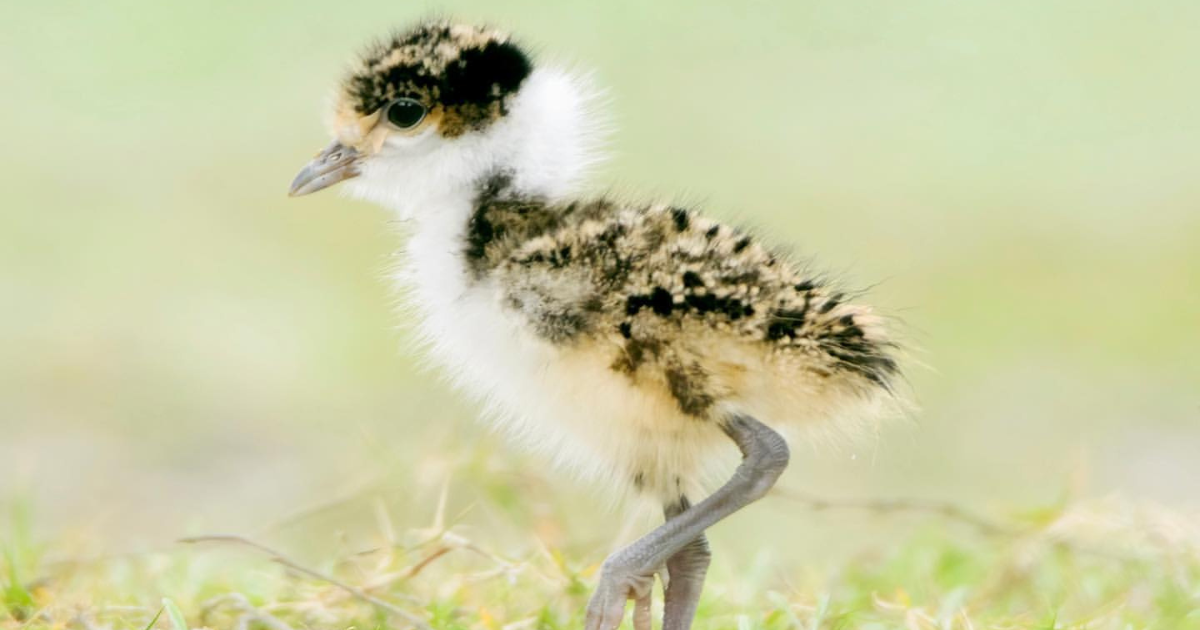 Helping Chicks
