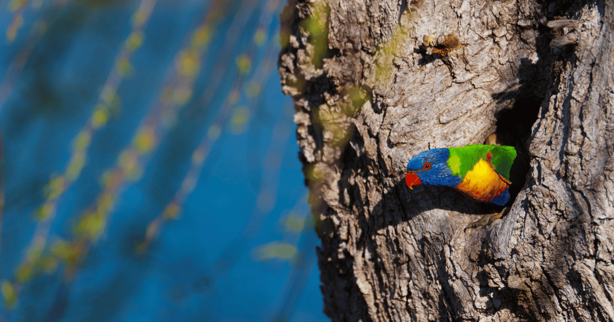 Tree Hollows for Wildlife
