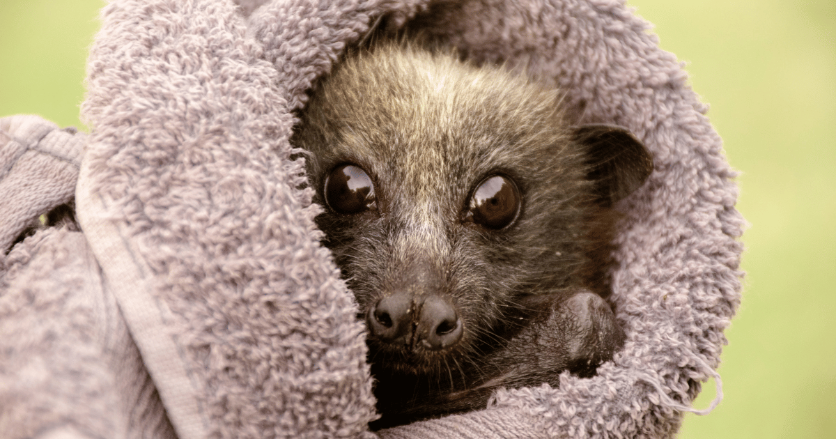 Flying Foxes - Wildlife Information - WIRES