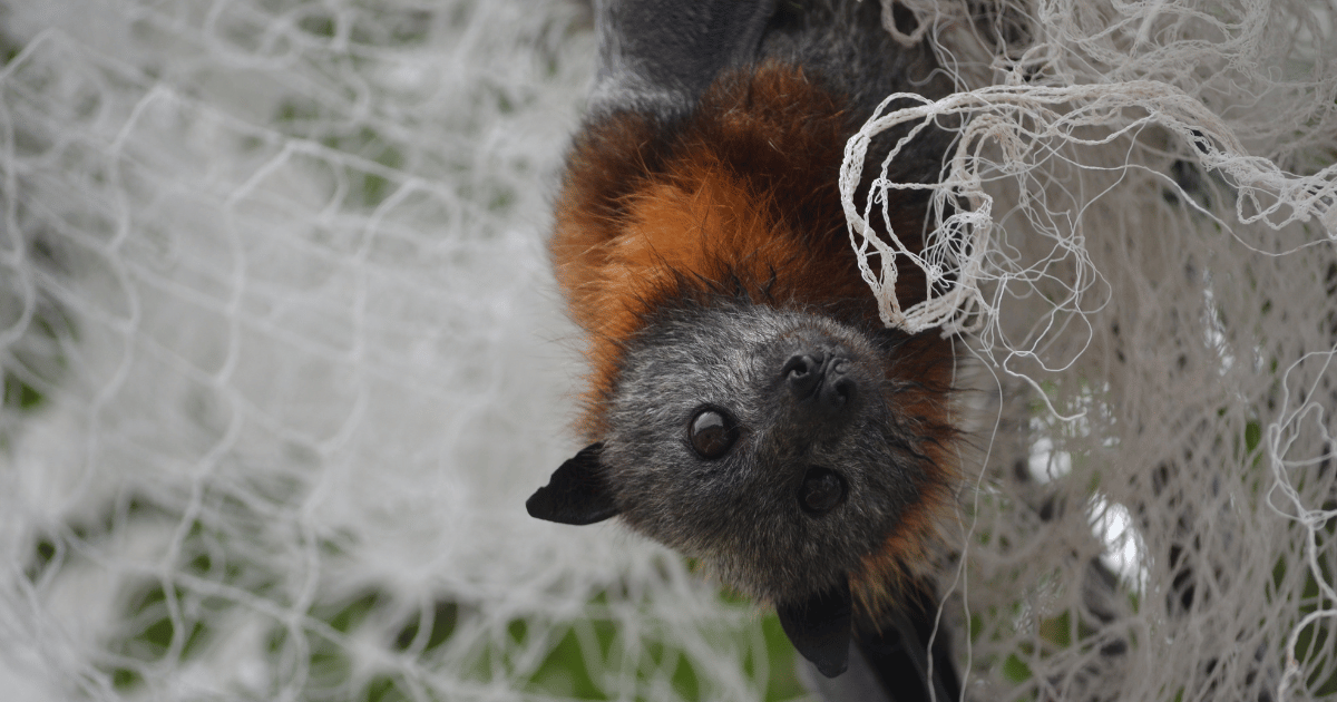 Flying-foxes