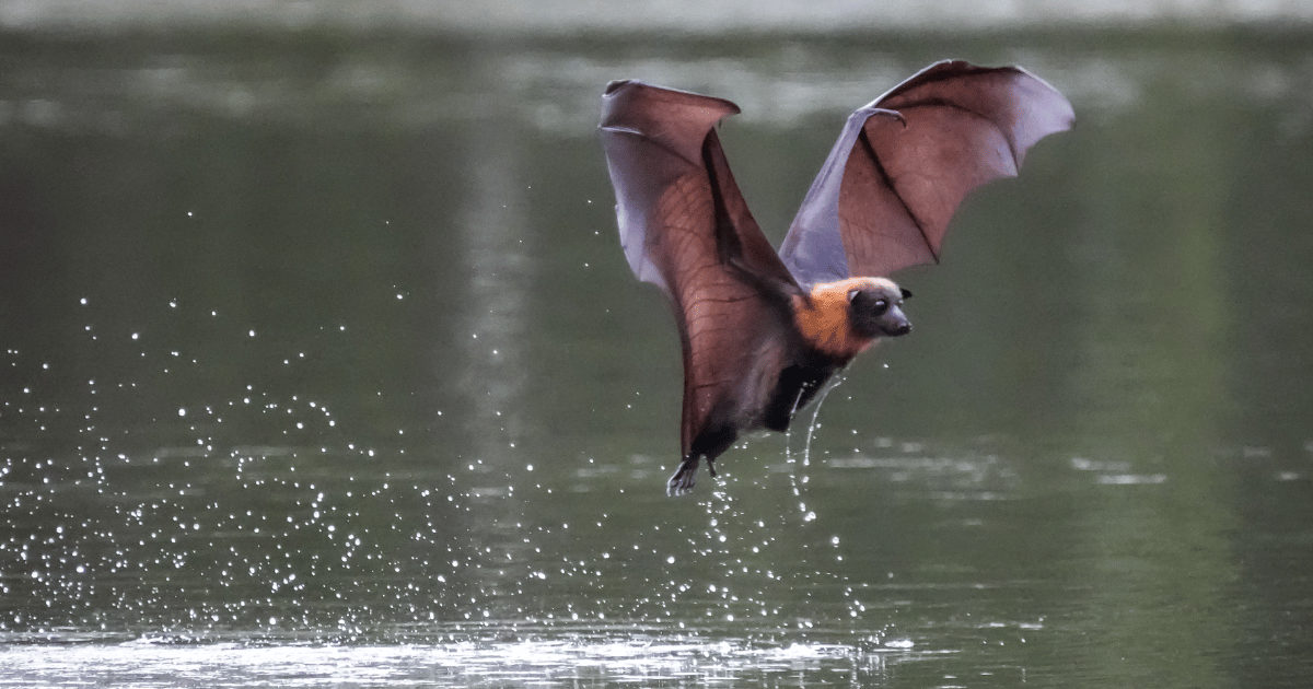 Flying-foxes