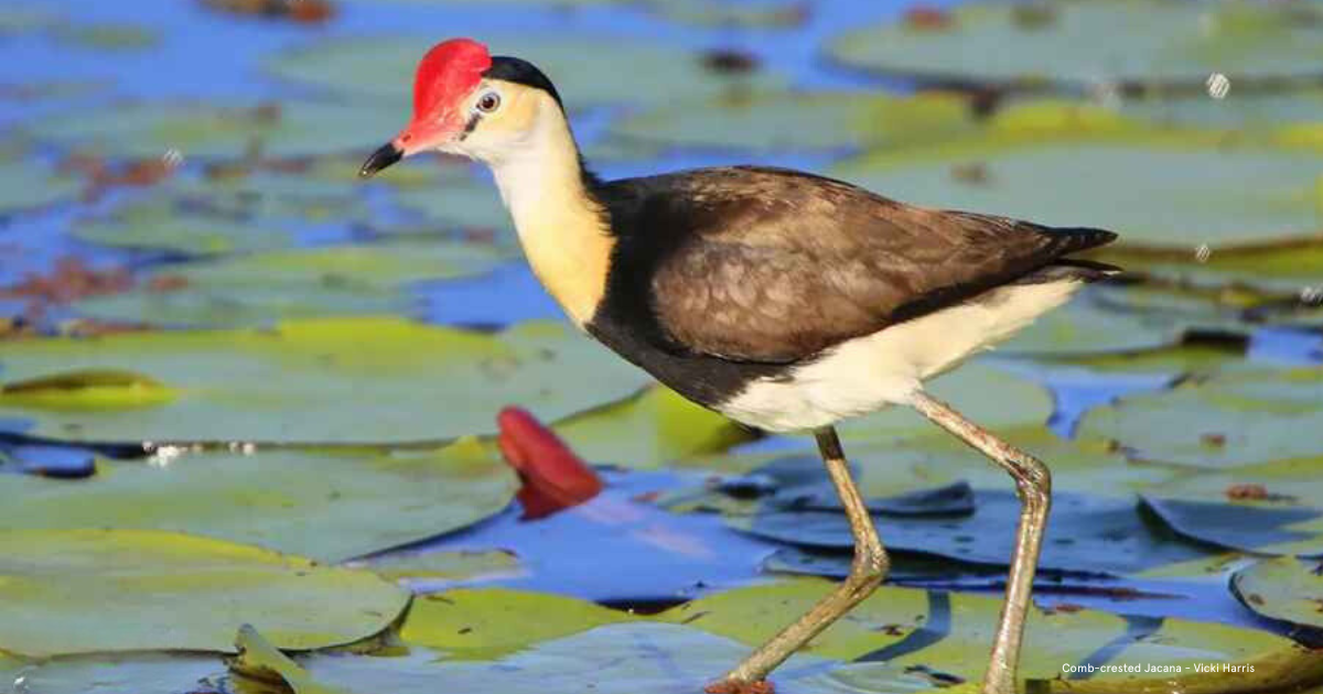 Wetlands and Biodiversity