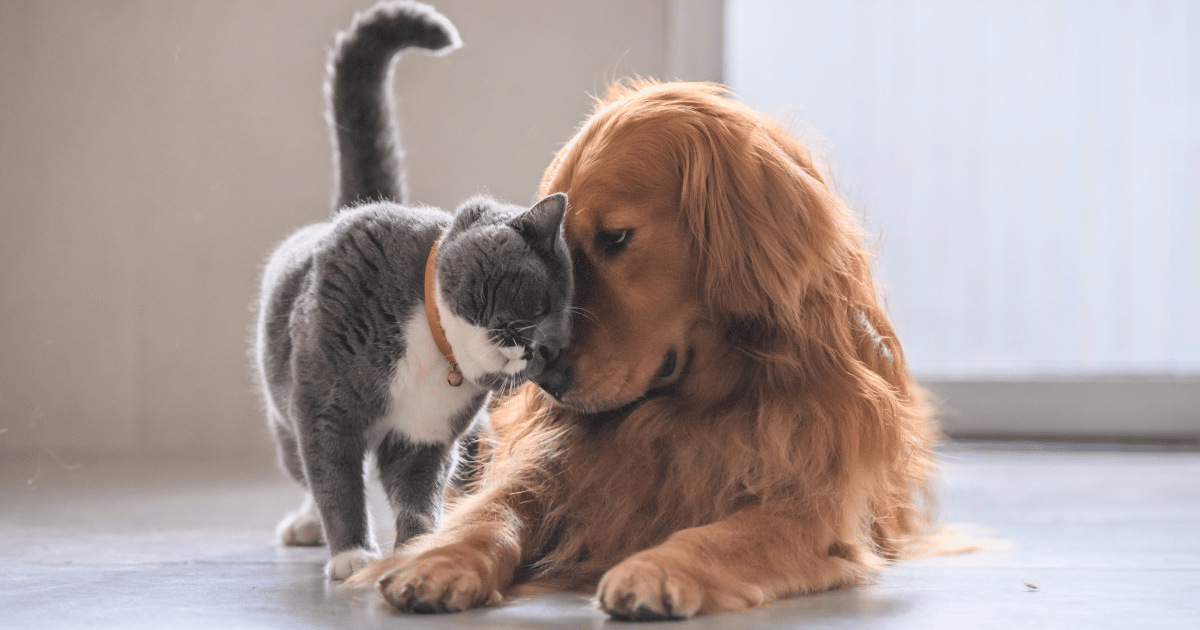 Domestic pets and wildlife