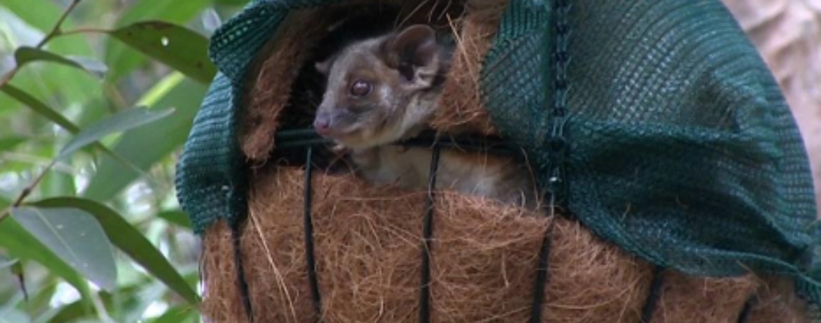 Caring for Possums