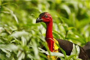 Brush Turkeys
