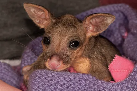 Caring for Possums