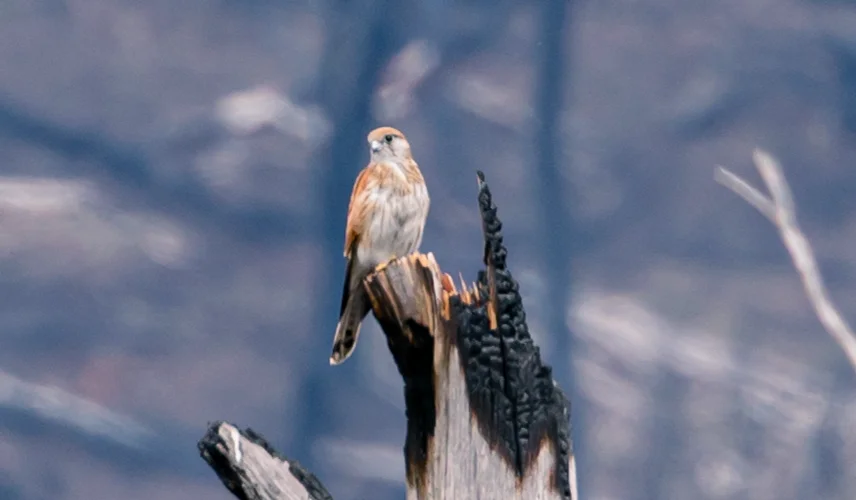 Bushfires and Birds
