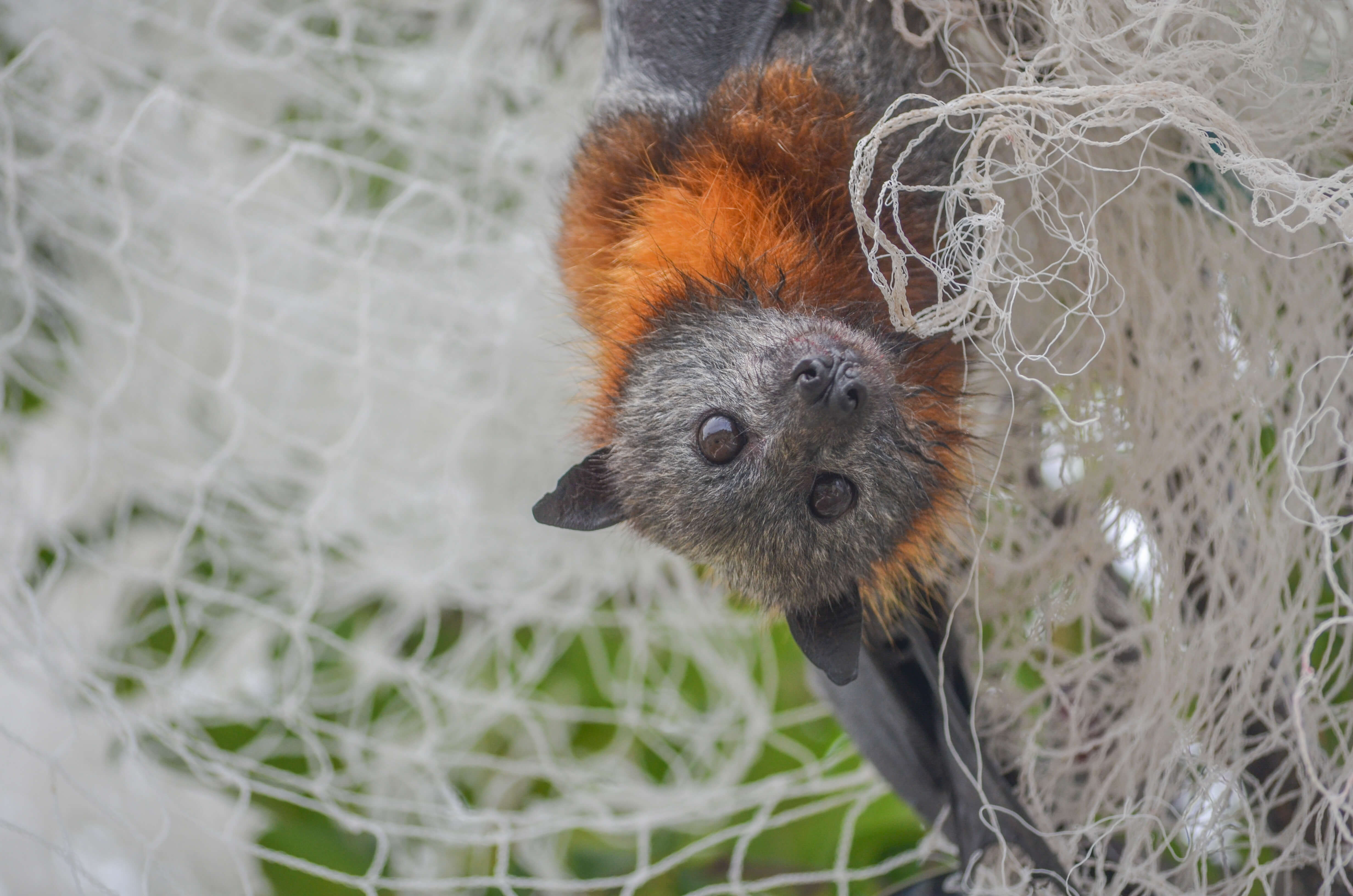 Wildlife friendly netting