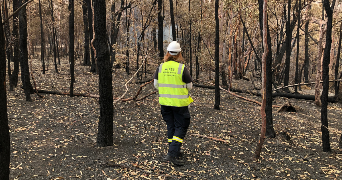 Habitat Loss: A Growing Threat to Wildlife