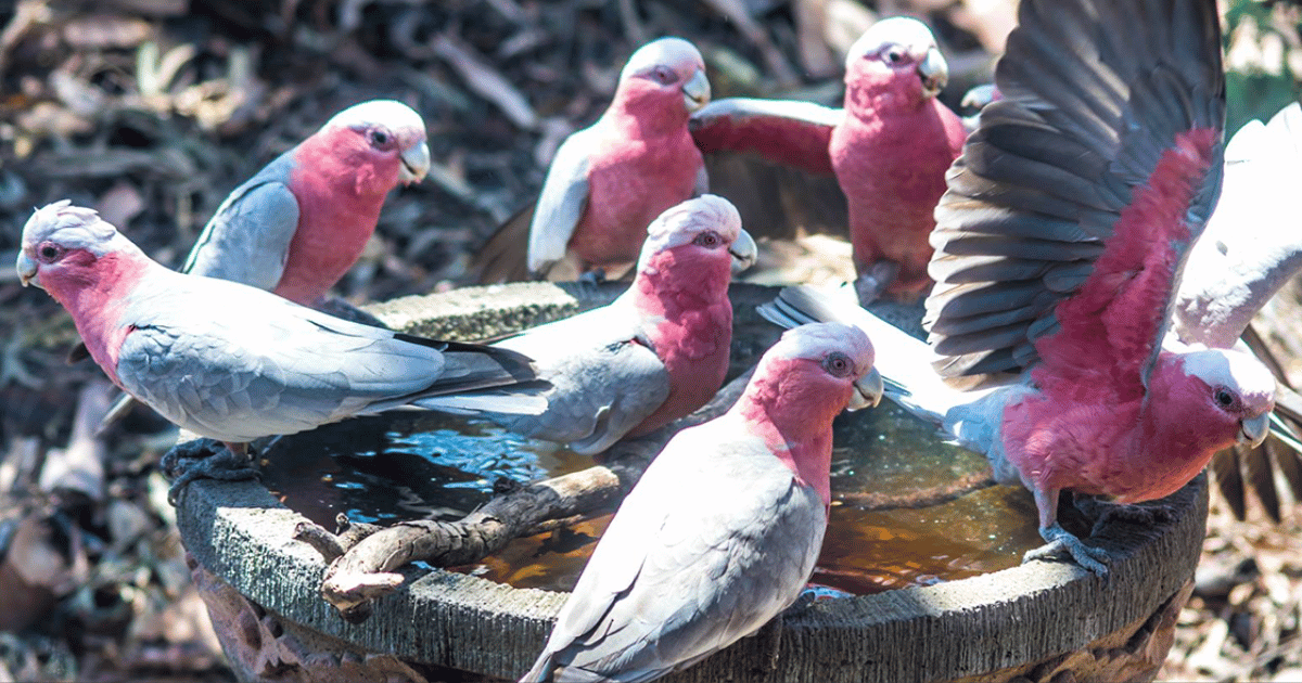 How to Help Wildlife During Extreme Heat