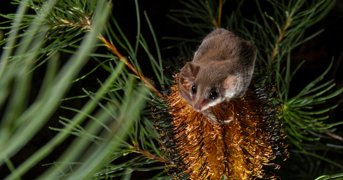 Feathertail Gliders