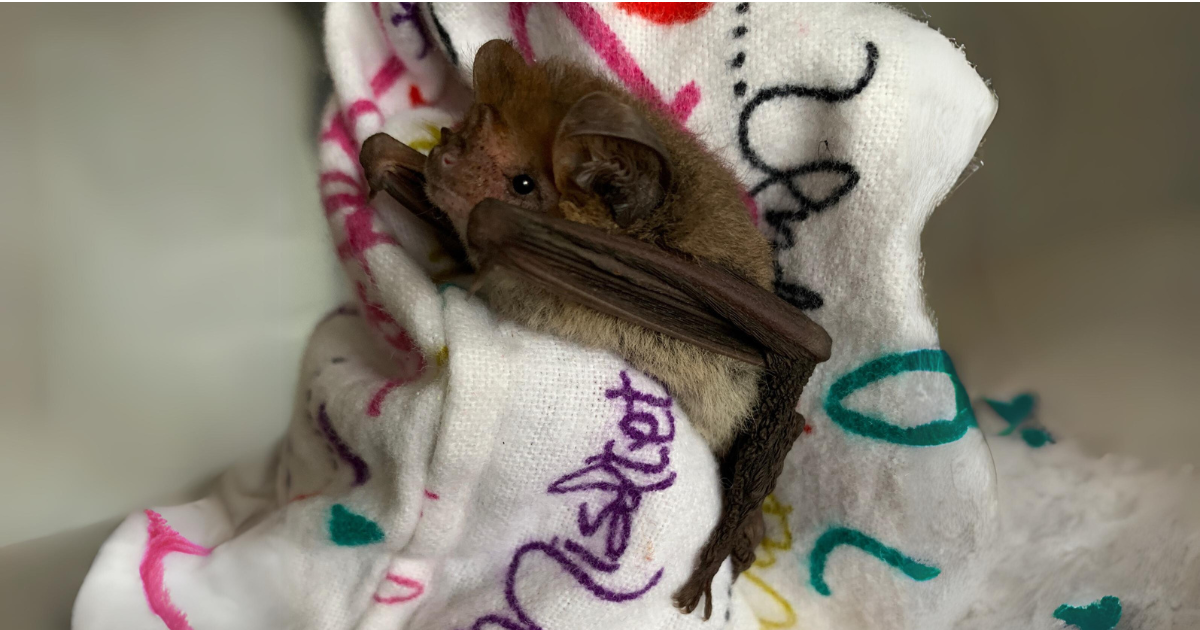 Microbats
