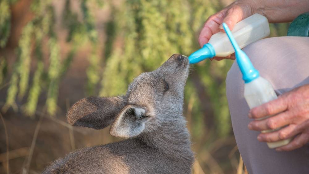 Kangaroos and Wallabies