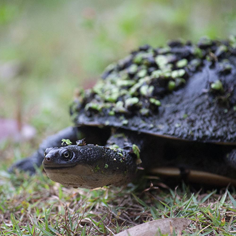 Lizards and turtles