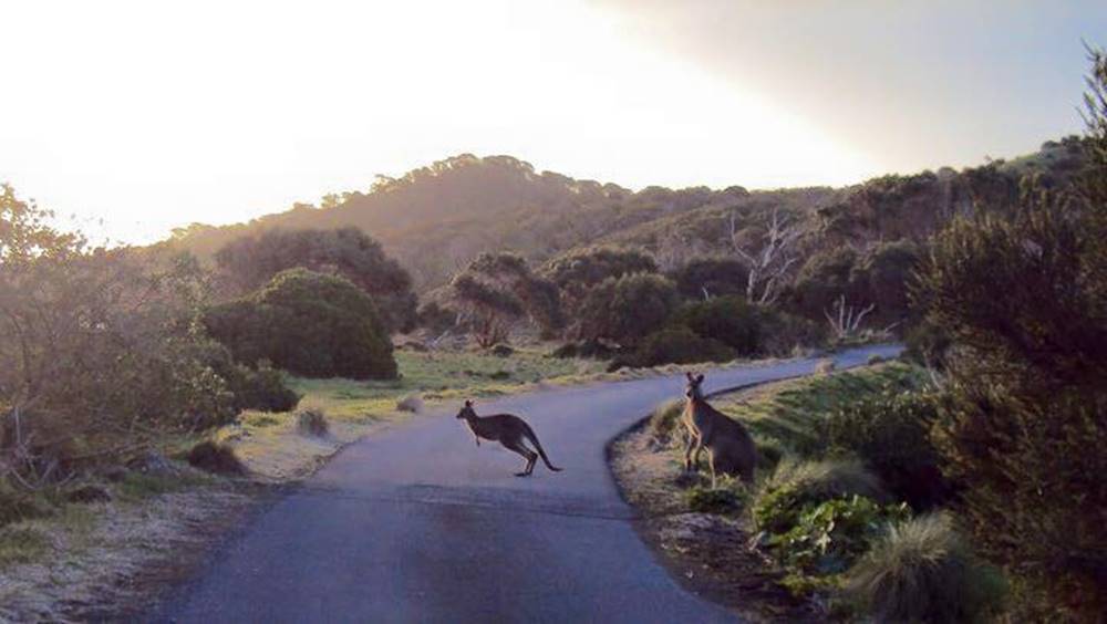 Wildlife Road Awareness