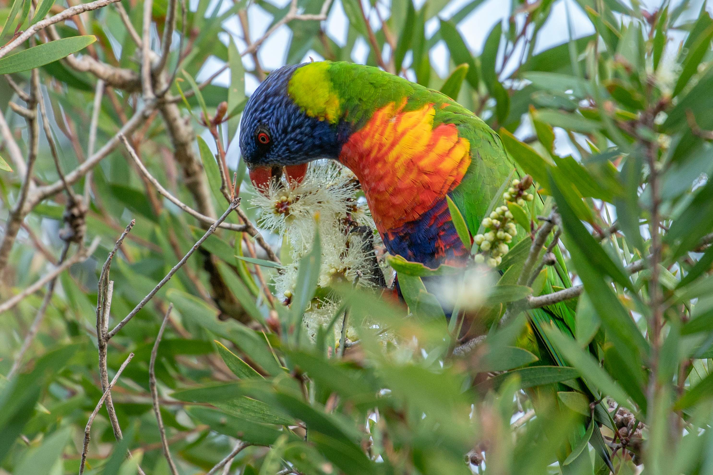 Beak and Feather Disease