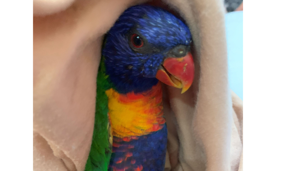 Lorikeet Paralysis Syndrome 