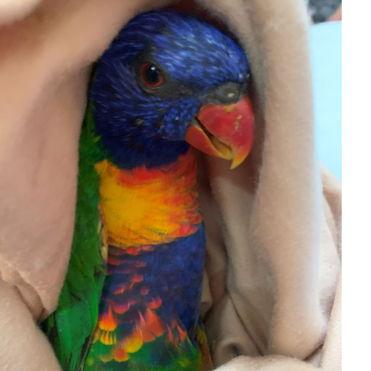 Lorikeet Paralysis Syndrome