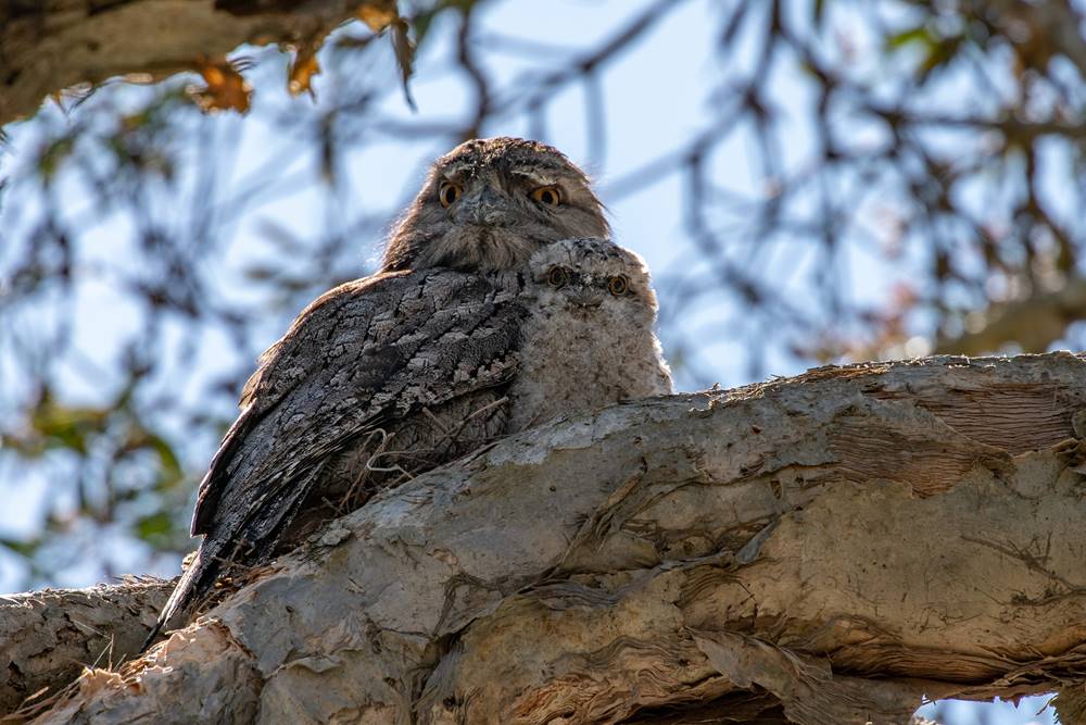 Tawny Frogmouth