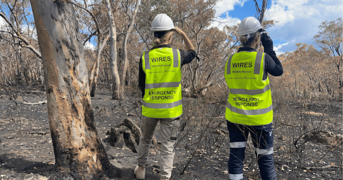 Wildlife Bushfire Safety Tips