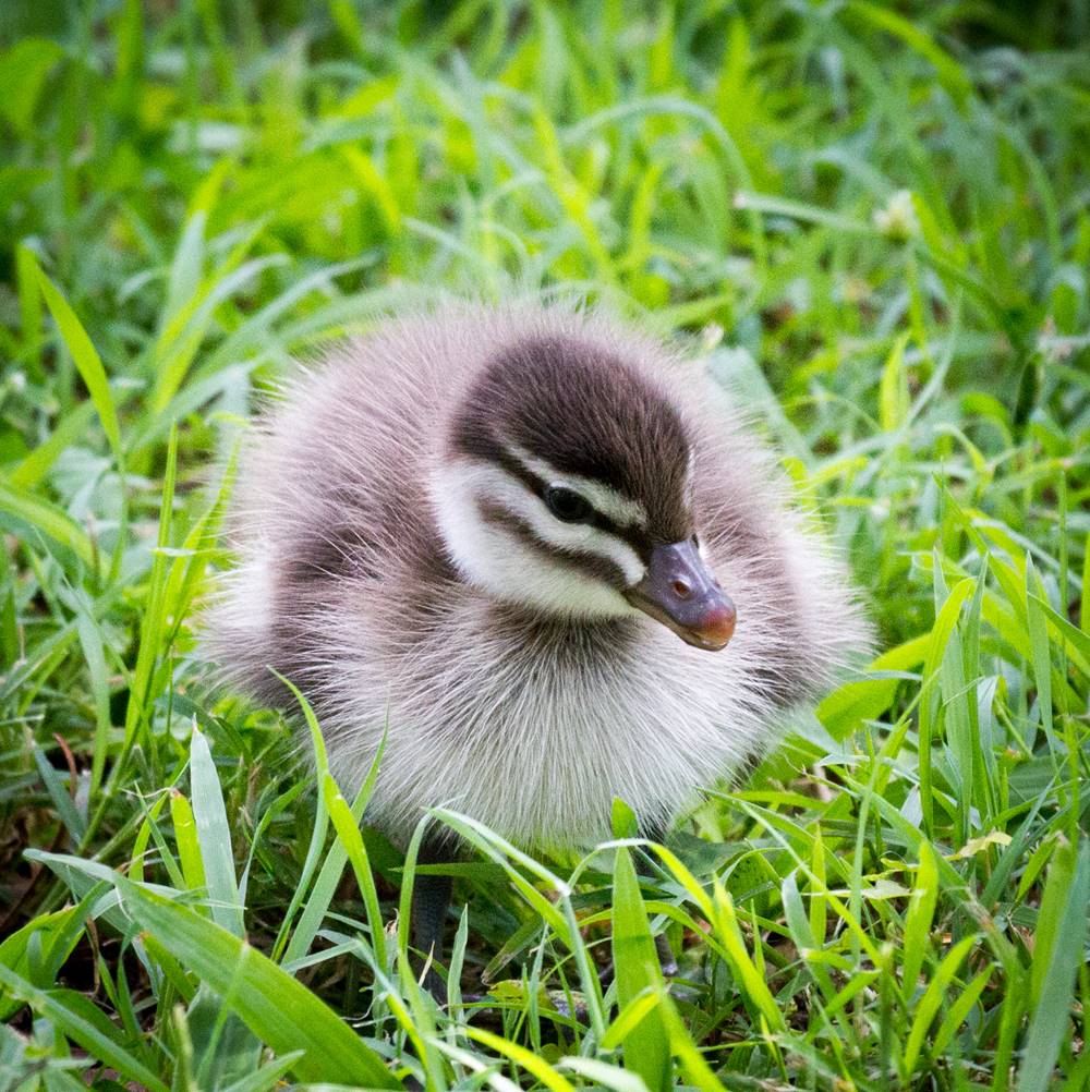 One less lonely duck, Local News