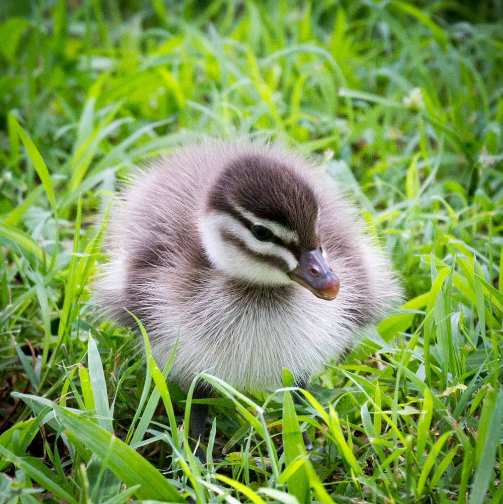 Ducks and Ducklings