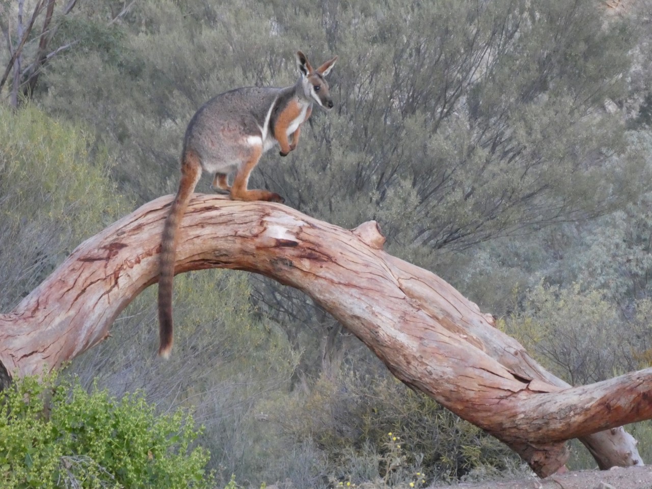 Helping Threatened Species