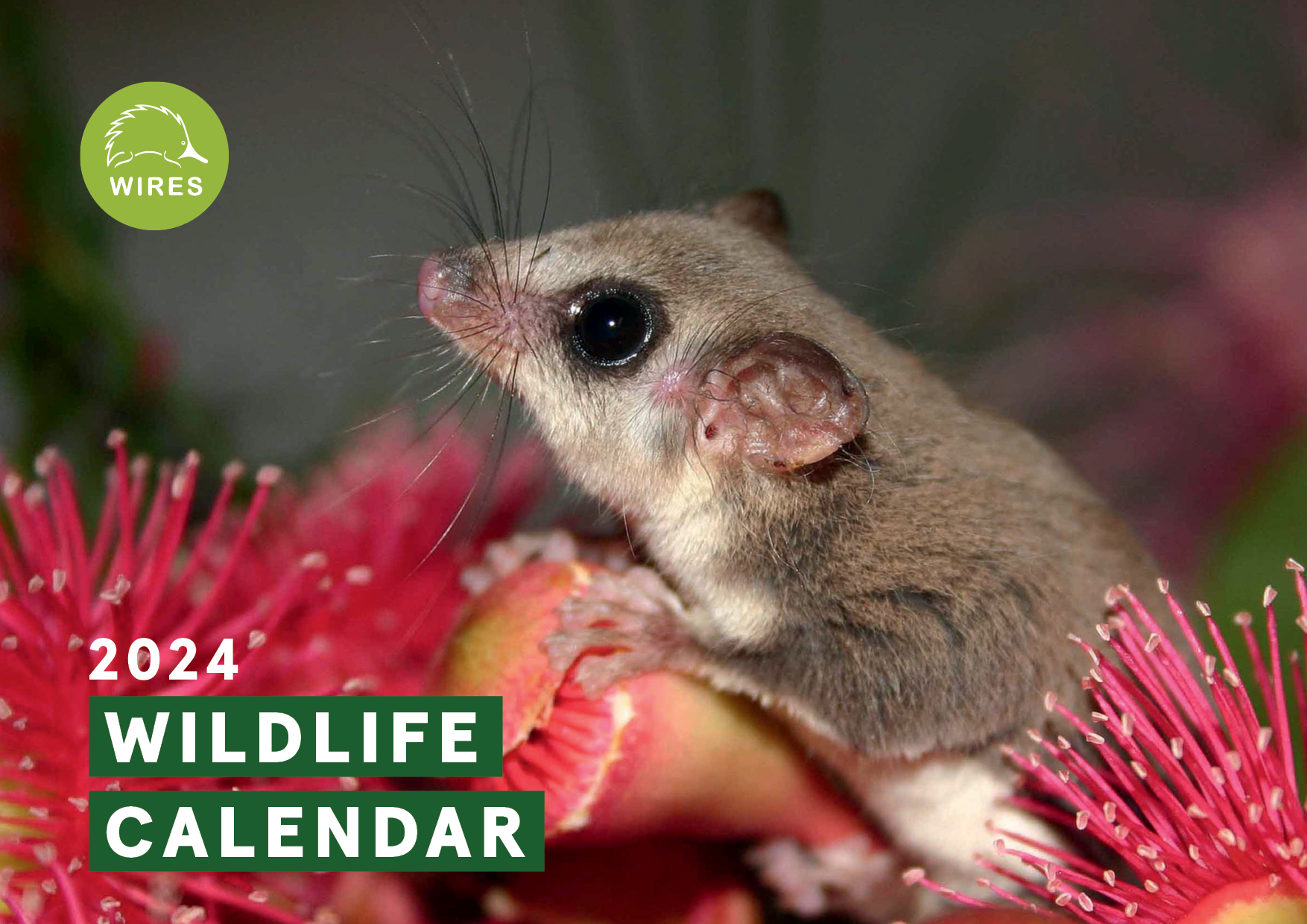 WIRES 2024 Wildlife Calendar