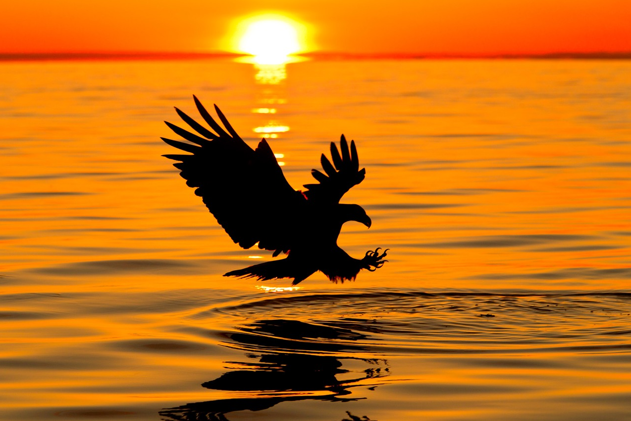 Bird of Prey