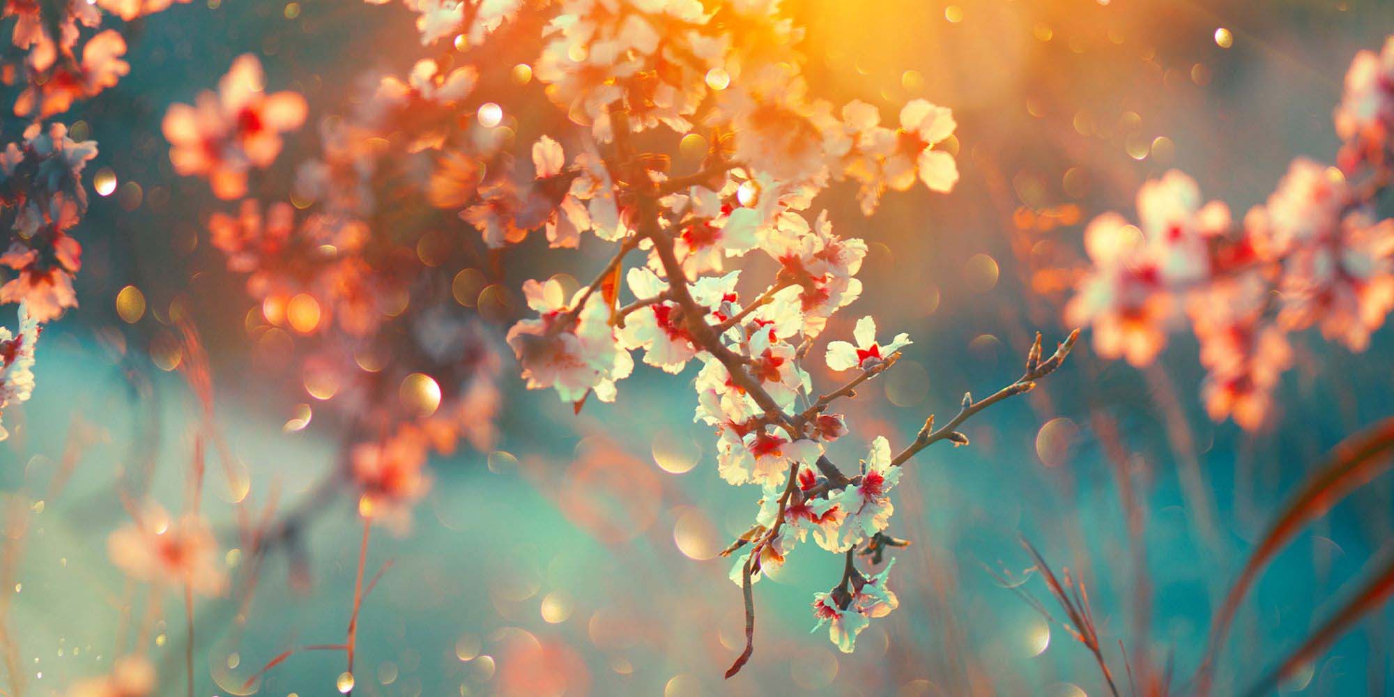 Spring Flowers