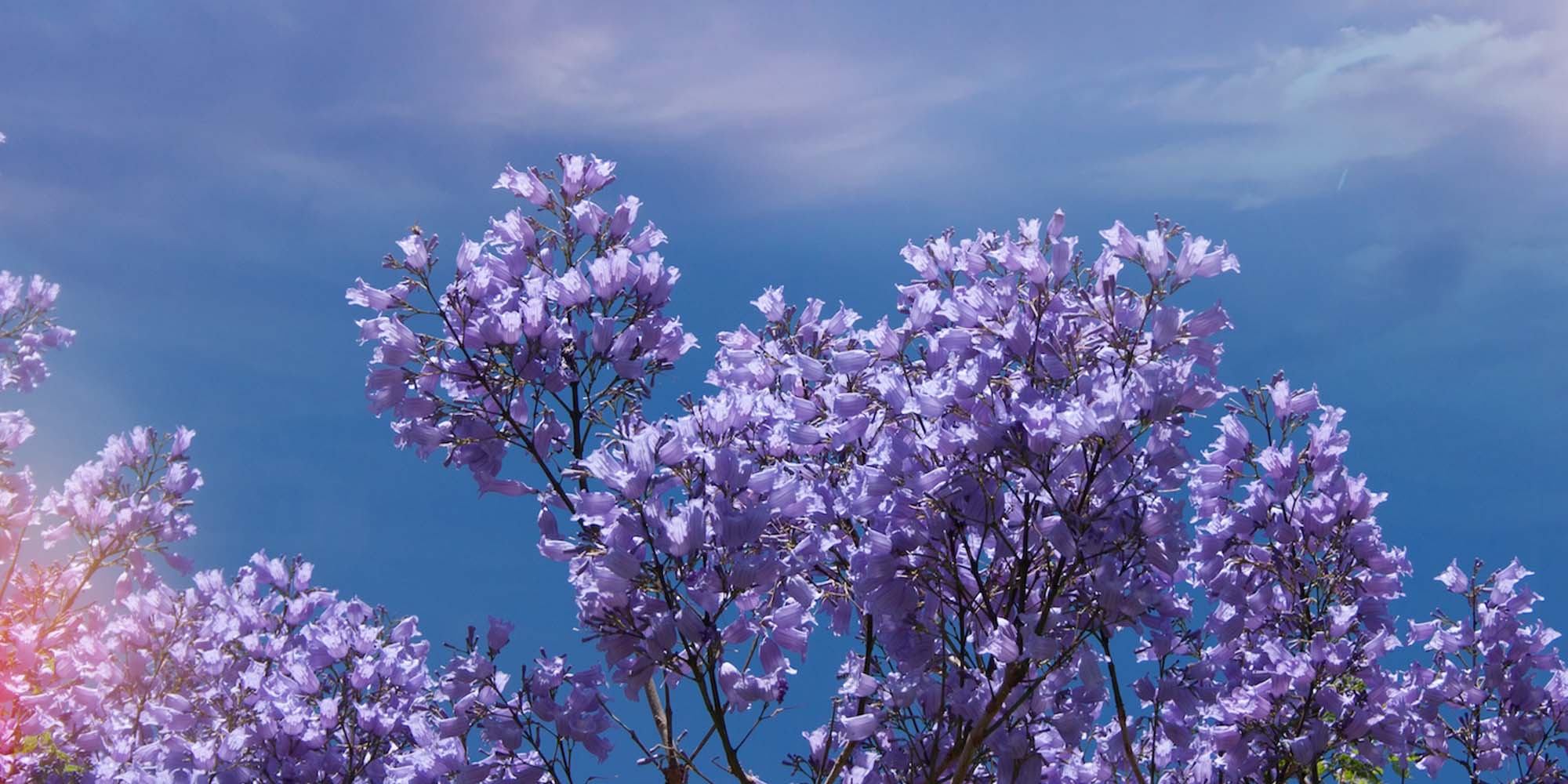 Purple Spring flowers against sky