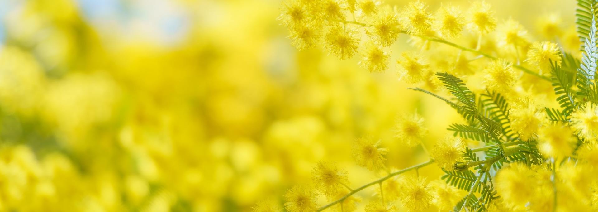 Spring Yellow Flowers
