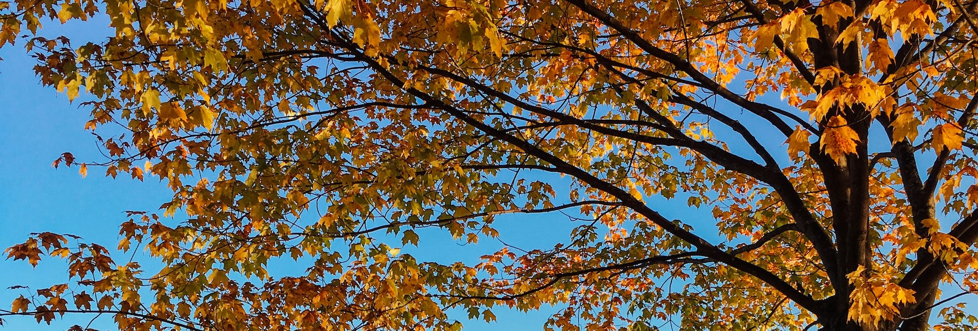 Autumn Leaves