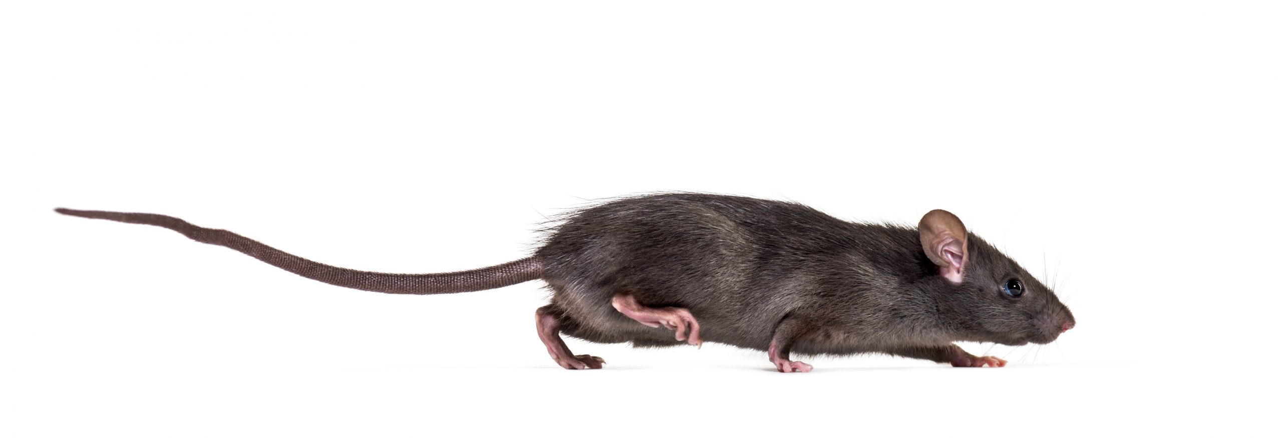 Deductibility of COVID-19 RAT Tests