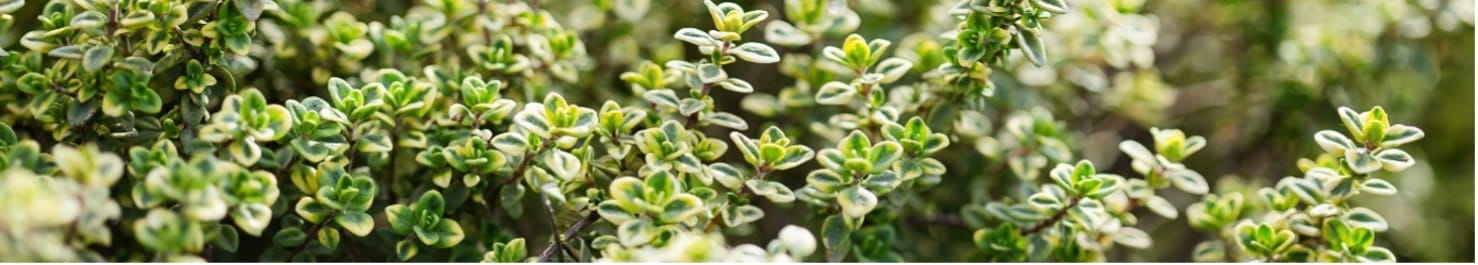 Talking the talk: ASIC takes action against greenwashing