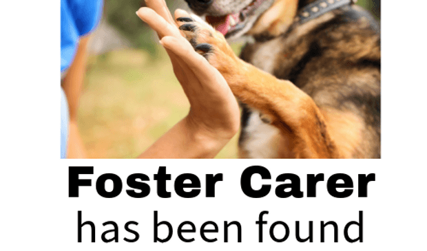 What is required to be a Foster Carer?