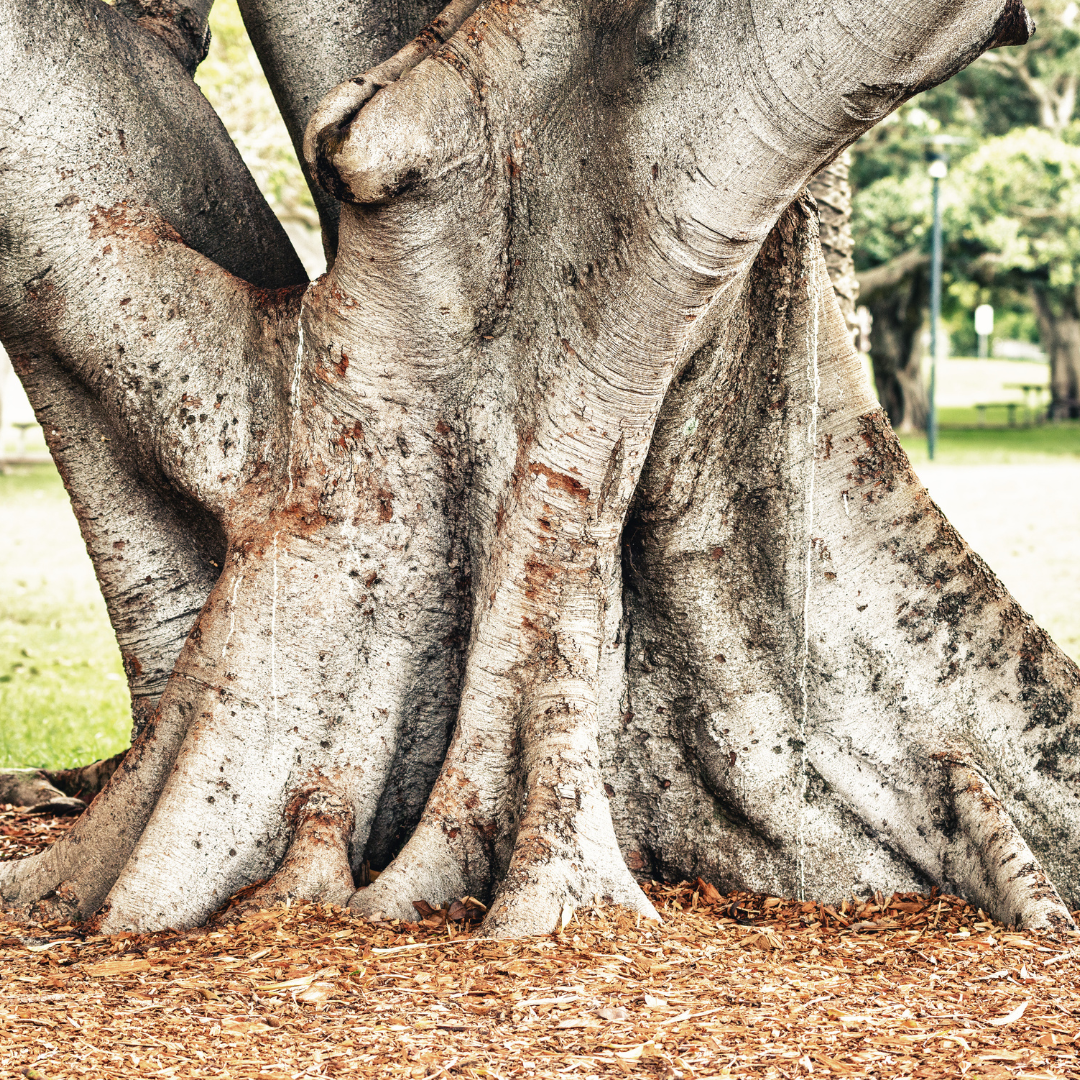 trees