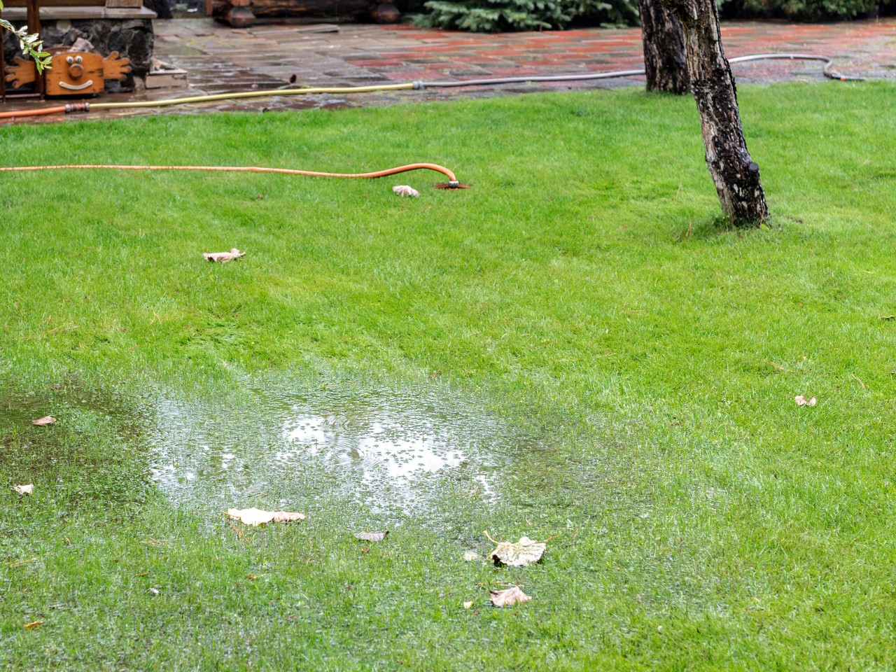 Wet backyard