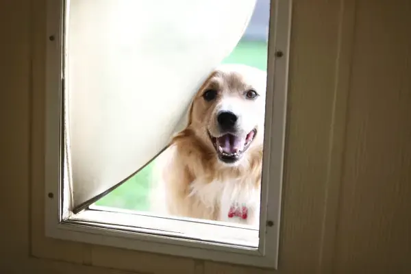 Security Screen with Pet Door Moreton Bay