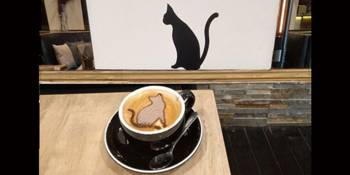 Coffee Cat