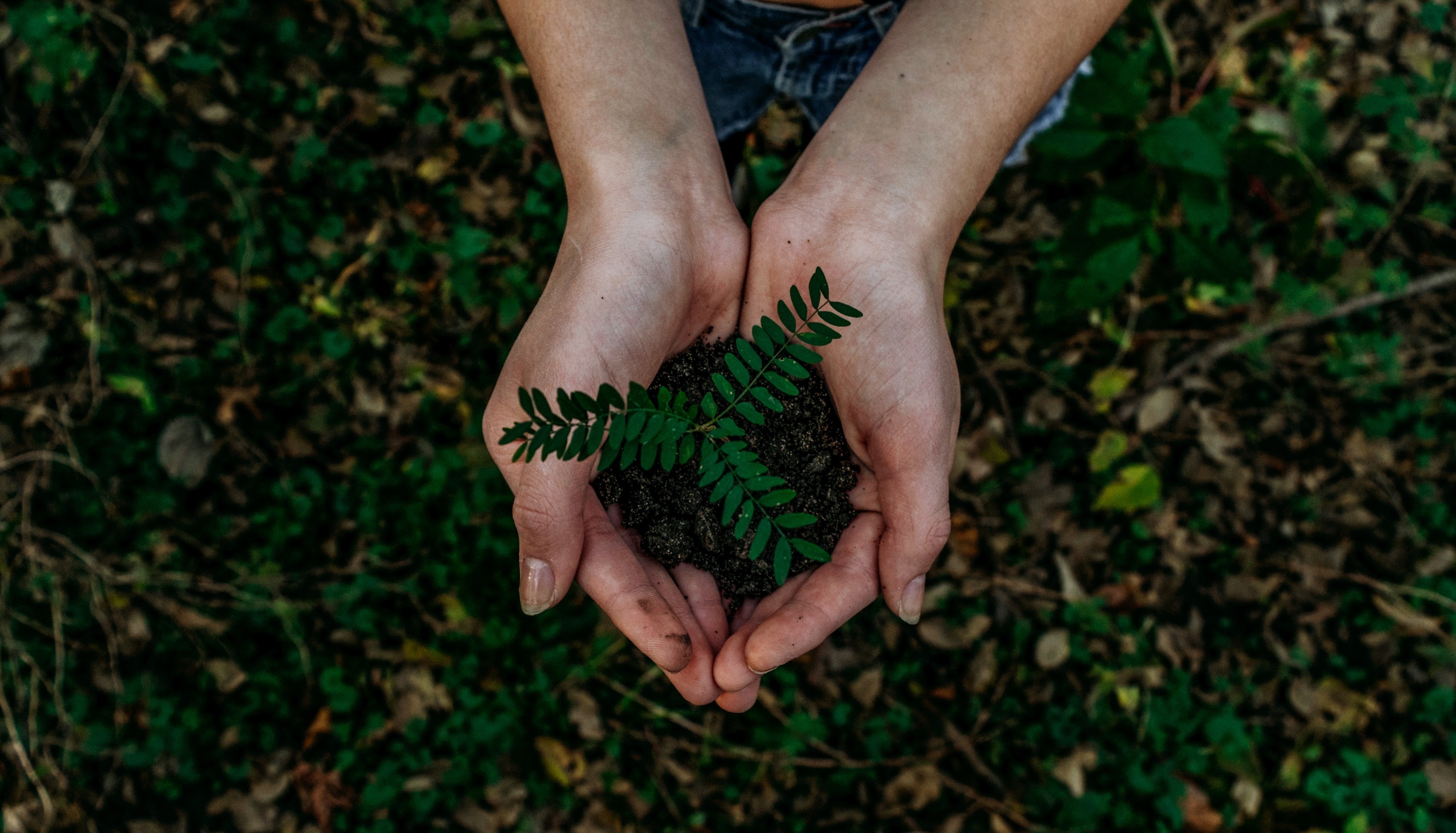 Going Green: Why Sustainability is a Win-Win for the Environment and Your Restaurant