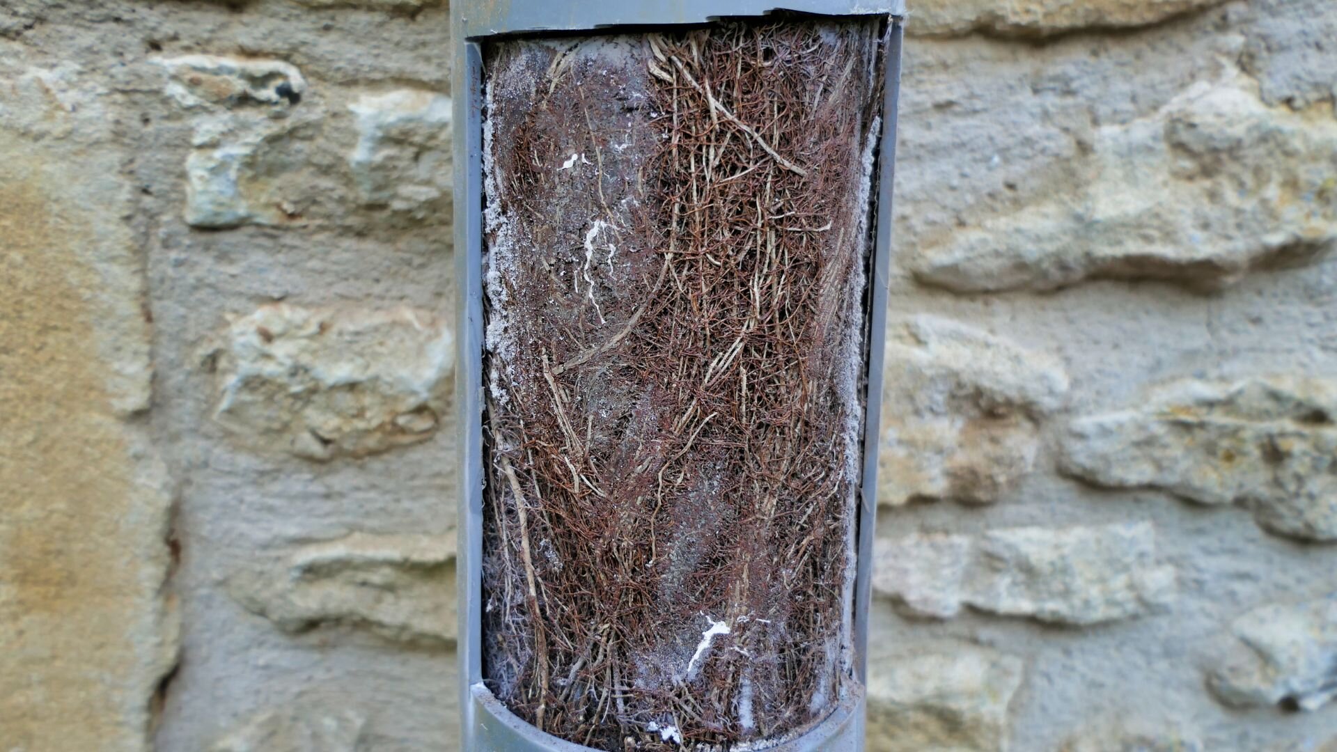 Blockage Pipes Caused Tree Roots